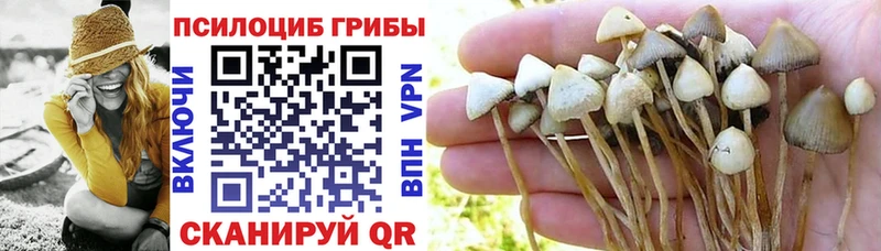 как найти закладки  Щучье  Псилоцибиновые грибы Magic Shrooms 
